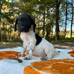 Belle - Black and white female German Shorthaired Pointer puppy in Dugspur, Virginia from Pilgrims Trails Shorthairs