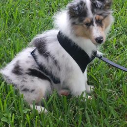 Collie, Flat-Coated Retriever, and Shetland Sheepdog Puppies from Enclave