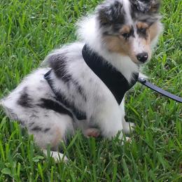 Collie, Flat-Coated Retriever, and Shetland Sheepdog Puppies from Enclave