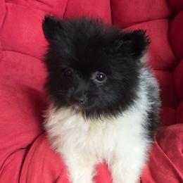 Hunnibunnies charlie - Black parti male Pomeranian puppy in Cleveland, Ohio from Hunnibunnies