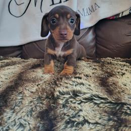 Milkyway - Chocolate and tan female Dachshund puppy in Opelika, Alabama from Dachshund Darlins