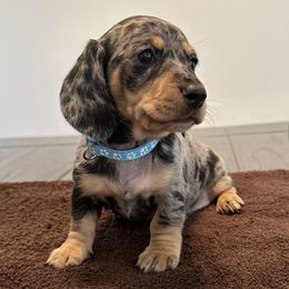 Girl 4 - Dapple Dachshund puppy in San Clemente, California from Lily’s Mini Dachshunds