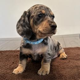 Girl 4 - Dapple Dachshund puppy in San Clemente, California from Lily’s Mini Dachshunds