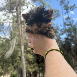 Tiny Tiny Enzo 1.0 Pounds - Black and gold male Yorkshire Terrier puppy in Naples, Florida from Puppies Forever 💙❤️🐶