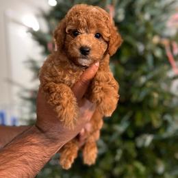 Cc - Poodle