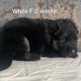 White collar girl - Black and red female German Shepherd puppy in Coleta, Illinois from Four Leaf Farm- Vom Vierblättriges Bauernhof