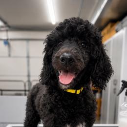 Poodle Puppies from Impressive Cartwright Standards
