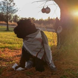 Black Russian Terriers from Black Powder Kennel