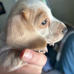 Theodore - Piebald male Dachshund puppy in Bruceton, Tennessee from Dachshund Dreams (miniature)