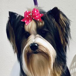 Ivy - Biewer Terrier
