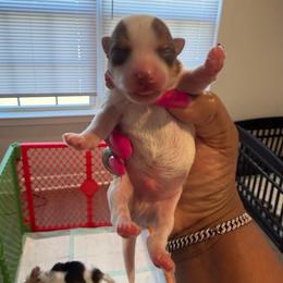 Parti 2 - Parti male Yorkshire Terrier puppy in Richmond, Virginia from Kizzie's Yorkies