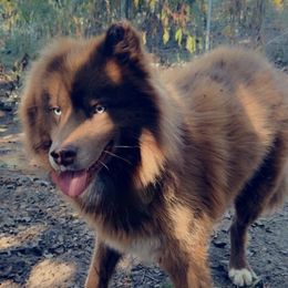 Kavik - Siberian Husky