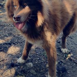 Kavik - Siberian Husky