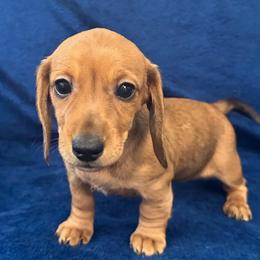 Hot Tamale - Red female Dachshund puppy in Memphis, Tennessee from River City Doxies