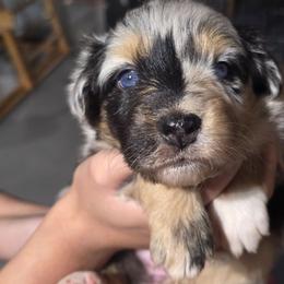 ANGEL Blue merle (Natural Bobbed tail) - Blue merle female Australian Shepherd puppy in Rainsville, Alabama from Chaparro Farm Aussies