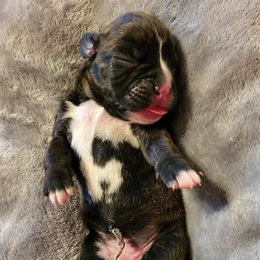 Boxer Puppies from Winchester Boxers