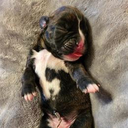 Boxer Puppies from Winchester Boxers