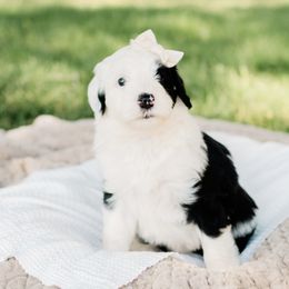 Bernedoodle, Goldendoodle, Poodle, and Sheepadoodle Puppies from Northwest Pups