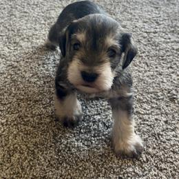 Miniature Schnauzer and Toy Australian Shepherd Puppies from Roses Halfpint Ranch