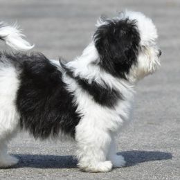 Havanese Puppies from Mary Lopez