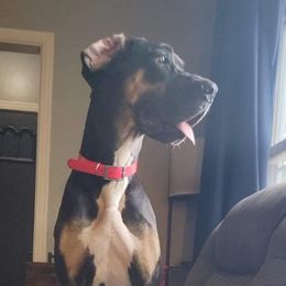 Peanut - Great Dane