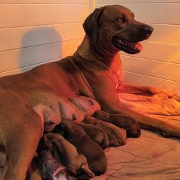 Rhodesian Ridgeback puppies from Stoneridge Ridgebacks