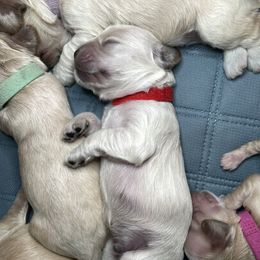 Cocker Spaniel Puppies from Brooks House Cocker Spaniels