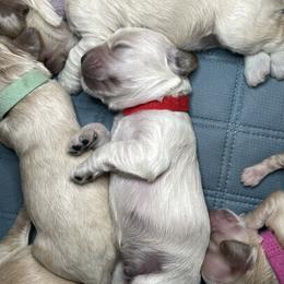 Cocker Spaniel Puppies from Brooks House Cocker Spaniels