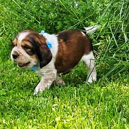 Aspin - Black white and tan male English Springer Spaniel puppy in Derby, Vermont from Ledge N' Tree English Springer Spaniels