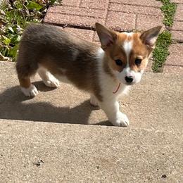 Sawyer - Sable male Pembroke Welsh Corgi puppy in Blair, Wisconsin from Sandy’s Pet Grooming and Boarding & AKC Corgis