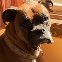 Boxers from Duck Creek Kennels