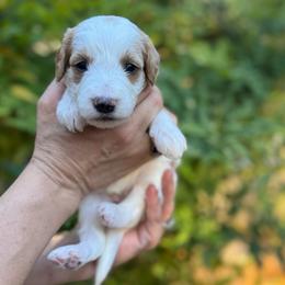 Snow White - Parti female Goldendoodle puppy in Stockton, California from Port City Doodles