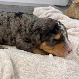 Ginger - Merle male Bernedoodle puppy in Hegins, Pennsylvania from Bubbling Springs Doodles, LLC