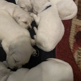 Golden Retriever and Labrador Retriever Puppies from Oak Breeze Retrievers