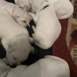 Golden Retriever and Labrador Retriever Puppies from Oak Breeze Retrievers