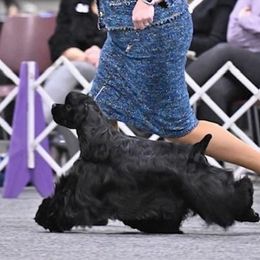 Jack - Cocker Spaniel