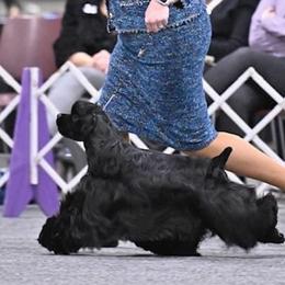 Jack - Cocker Spaniel
