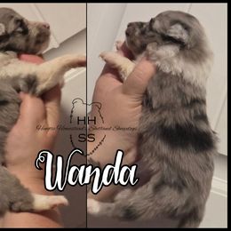 Wanda - Blue merle and white female Shetland Sheepdog puppy in Lebanon, Tennessee from Henotic Homestead's Shetland Sheepdogs