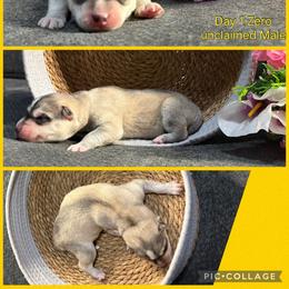 Zero - Gray and white male Siberian Husky puppy in Canton, Ohio from Bleu Skies Siberian Huskies
