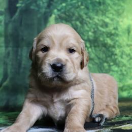 Pasqual gray collar - Golden male Golden Retriever puppy in Great Falls, Montana from VS Golden Fields