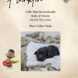 Blue collar - Franklin - Black male Bernedoodle puppy in Lexington, North Carolina from Deborah’s Doodles