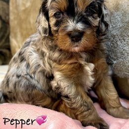Cavapoo and French Bulldog Puppies from Ponderosa Frenchies and Cavapoo’s