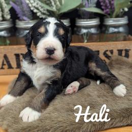 Hali - Tri-color female Bernedoodle puppy in Lancaster, Minnesota from Richardville Hunde