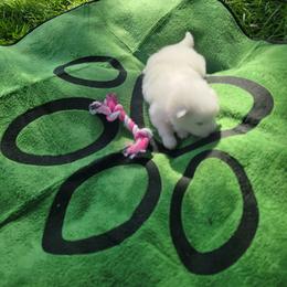 Wren - White and biscuit female American Eskimo Dog puppy in Washington Township, Ohio from Turks Eskis