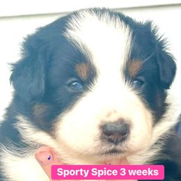 Sporty Spice - Black tri-color Australian Shepherd puppy in Gowen, Michigan from XA AUSTRALIAN SHEPHERDS