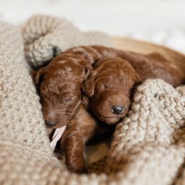 Sky Blue Collar - Apricot female Poodle puppy in Nicholasville, Kentucky from Lexington Poodle Company