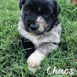 Chaos - Blue merle male Miniature Australian Shepherd puppy in Muskogee, Oklahoma from Tagalong Lane Australian shepherds