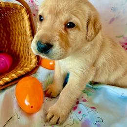 Blue collar - Yellow male Labrador Retriever puppy in South Dakota from S&S Kennels LLC