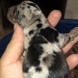 Ozzy - Black and tan Dachshund puppy in Saint Paul, Minnesota from Vibrant Eyes Doxies