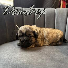 Dewdrop - Brindle male Shih Tzu puppy in Joplin, Missouri from Loyal Tzu's